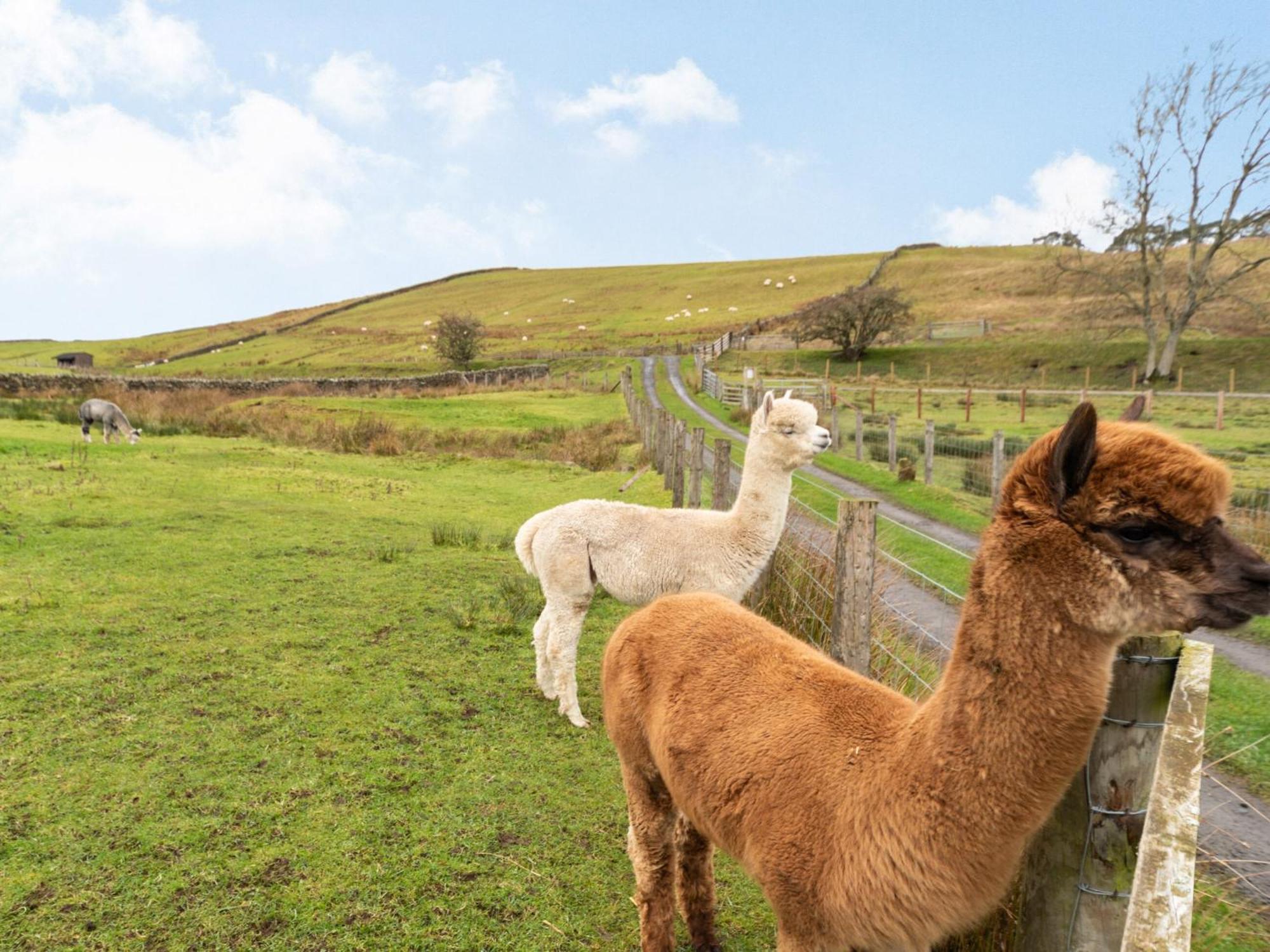 Ferny Rigg Byre - Uk3326 Villa Falstone Luaran gambar