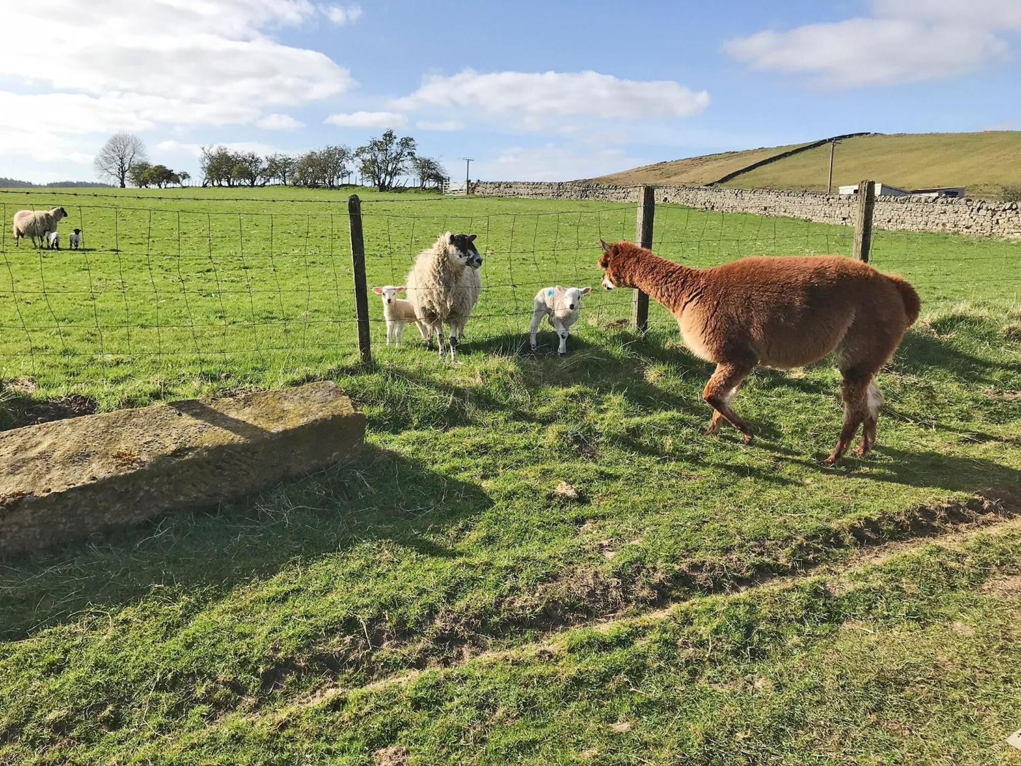 Ferny Rigg Byre - Uk3326 Villa Falstone Luaran gambar